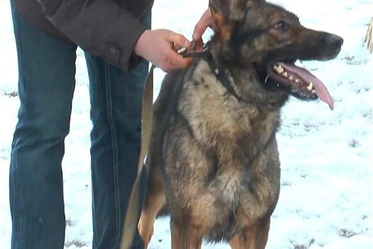 На Волині службові собаки допомогли розкрити майже 300 злочинів