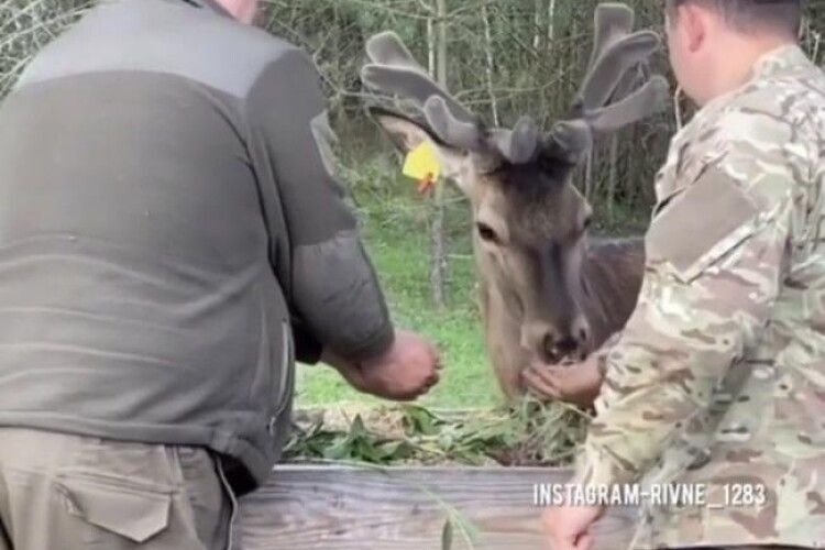 На Рівненщині оленя їло прямо з рук (Відео)