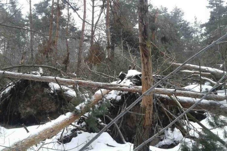 У лісі загинув мешканець Горохівщини