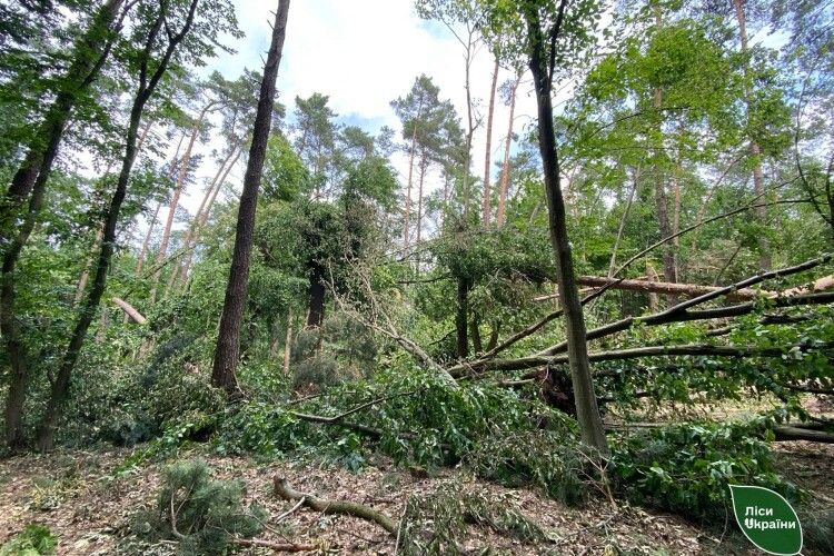На Волині та Рівненщині бурелом повалив 500 гектарів лісу (Фото)