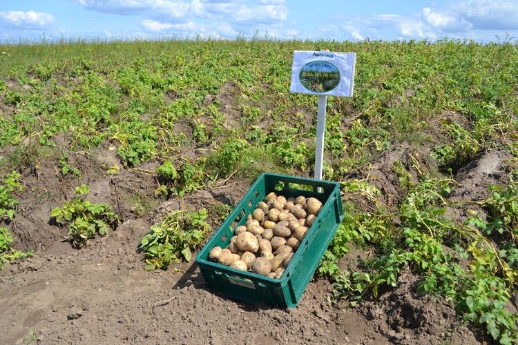 Білоруси вивчають досвід волинських картоплярів