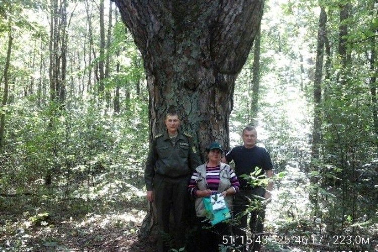 Унікальна «Царська сосна» отримала статус ботанічної пам’ятки природи