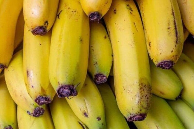 Лісівники зібрали перший врожай бананів