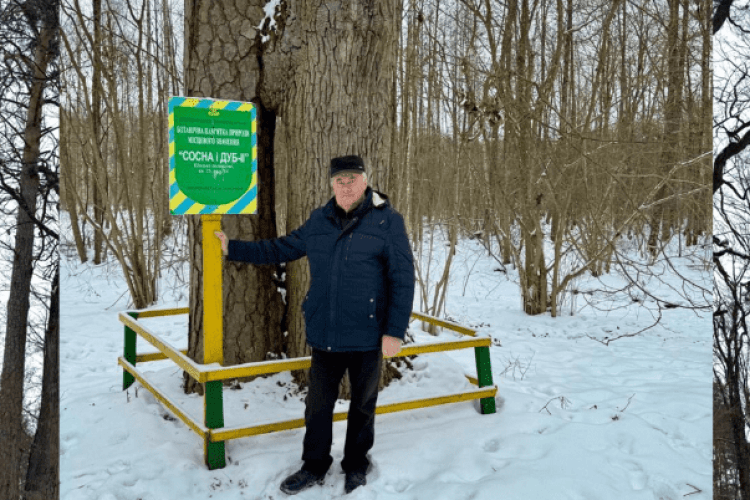 Понад 150 років разом: як на Волині охороняють унікальну пам'ятку «Сосна і дуб» 