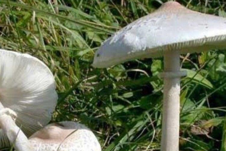На Рівненщині донька та матір отруїлись грибами, які приніс дідусь
