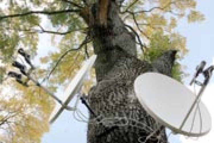 ФОТОФАКТ: у когось – на вербі груші, а у Вишневі на дубі – «тарілки»