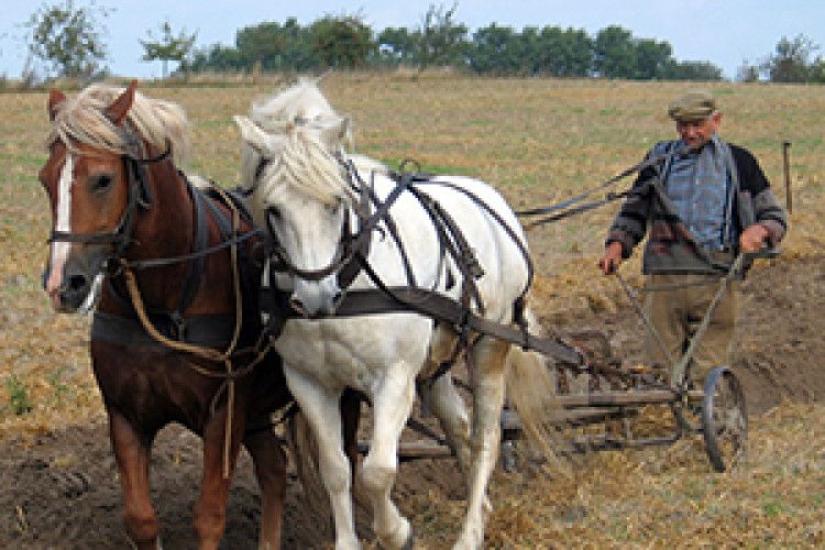 ЧИ ОСИЛЯТЬ СЕЛЯНИ ФЕРМЕРСТВО?