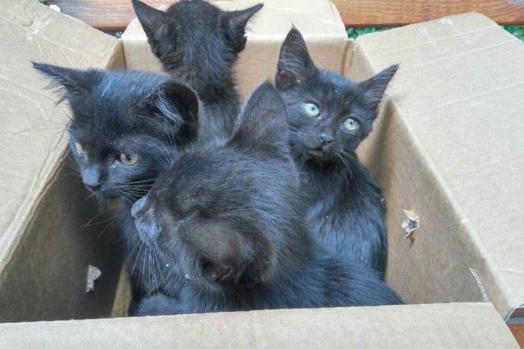 Під Луцький зоопарк підкинули чотирьох чорних кошенят (фото)