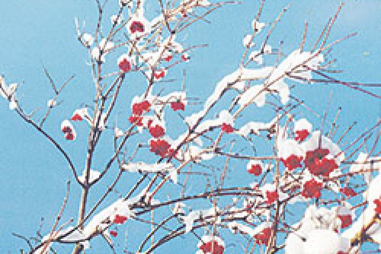 ФОТО НА КОНКУРС: казковий автограф зими