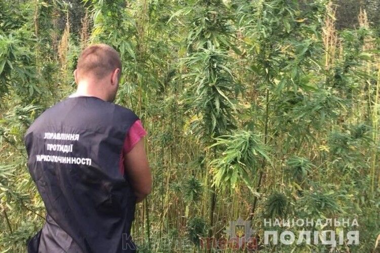 На Волині голова дачного масиву замість яблук вирощував коноплю