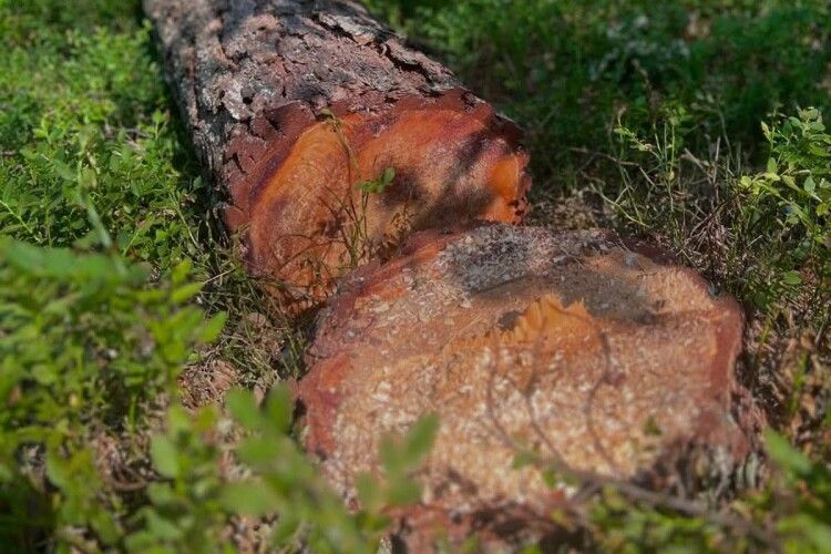 На Волині виявили «невидиму» для системи деревину: до лісництва приїхала поліція
