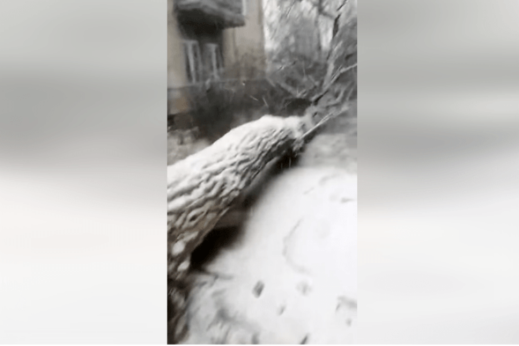 На Львівщині жінку ледь не розчавило дерево
