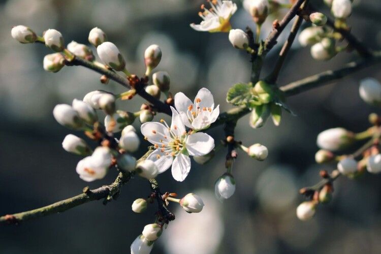Повідомили, коли на Волинь прийде суттєве потепління