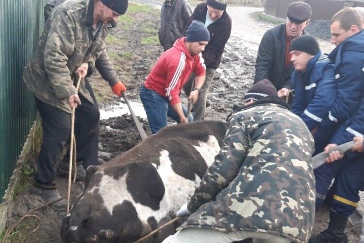 На Волині рятувальники дістали із ями корову