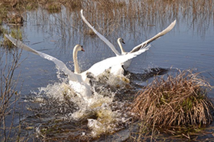 ВІКНО РУБРИКИ: задививсь  на лебедину вроду