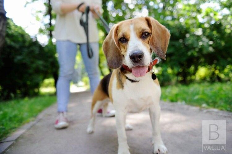 У Ковелі хочуть облаштувати спецмайданчик для вигулу собак