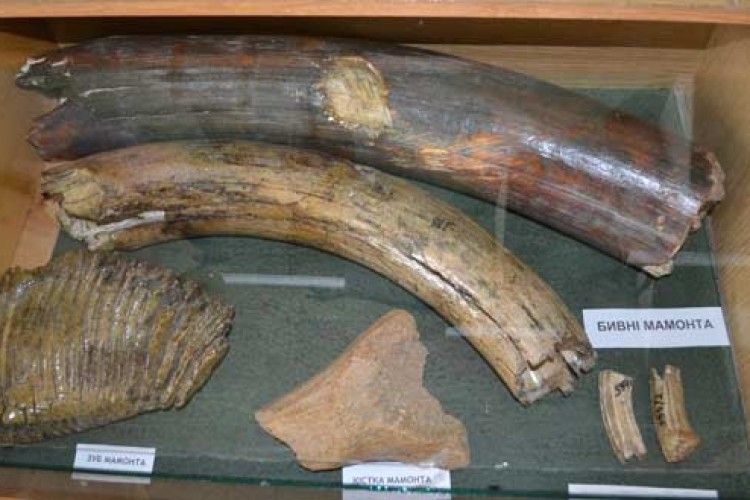 Украли і зуб мамонта вагою 10 кг, і орнаментовану зброю давньоруських часів…