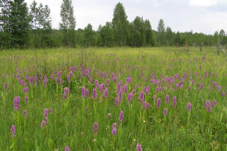 На Чортовому болоті в Цуманській пущі знайшли червонокнижну орхідею