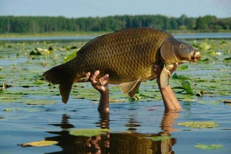 Пластичний хірург-волинянин упіймав гігантського коропа (Фото)