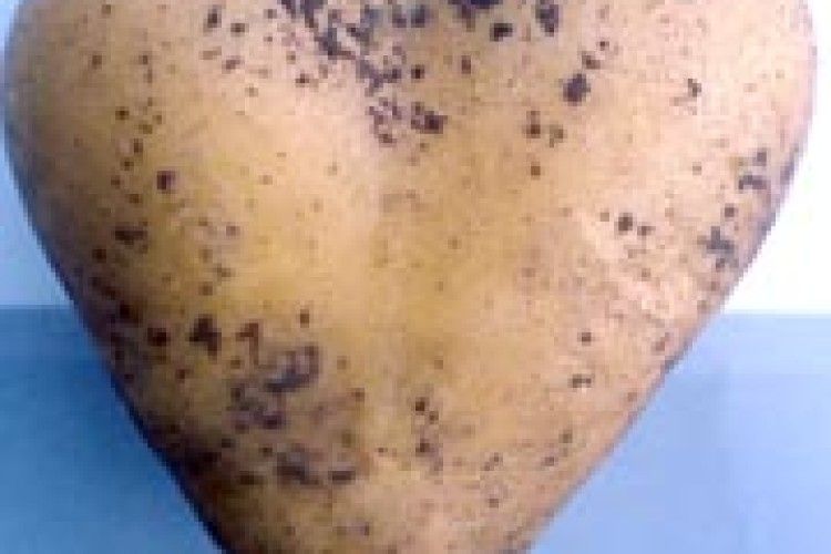 ВІД УСЬОГО КАРТОПЛЯНОГО СЕРЦЯ