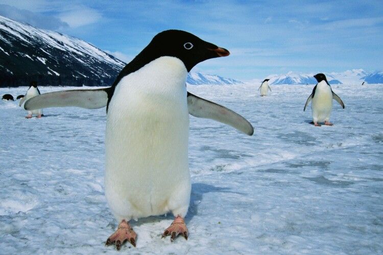 На Волині морози не відступають: у Луцьку вночі до -20°