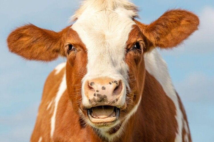 На Волині у селі ввели карантин через виявлений сказ