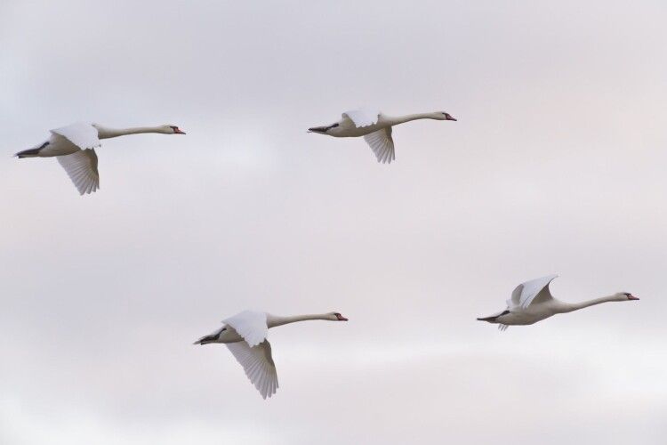 Знищені гнізда та змінені маршрути: як бойові дії нищать орнітофауну України