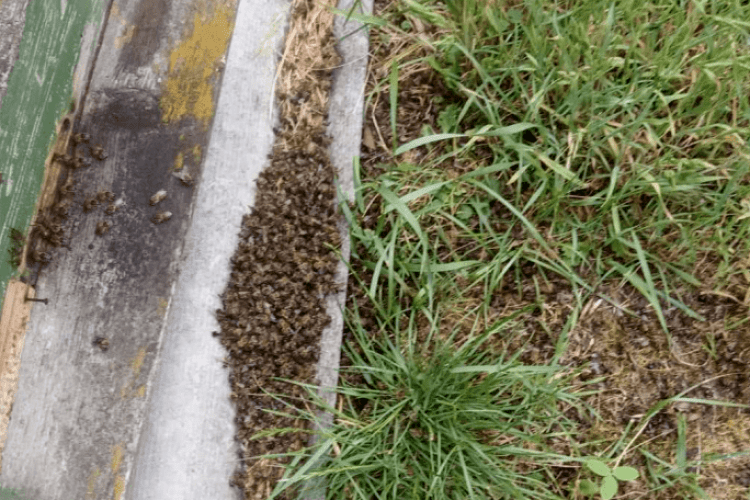 У селі Луцького району несподівано загинули бджоли