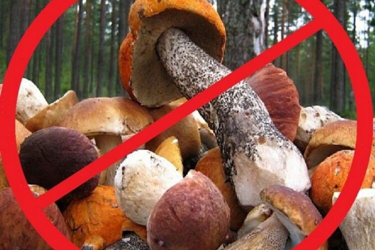 Трагедія: діти отруїлися грибами. Врятувати не вдалося