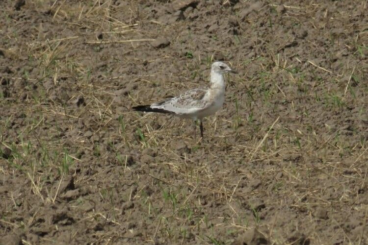Фотомисливцю пощастило клацнути поблизу Рівного мартина середземноморського (Фото)