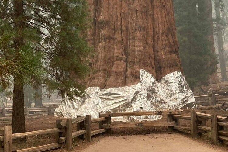 У США обгорнули алюмінієвою фольгою найбільше дерево