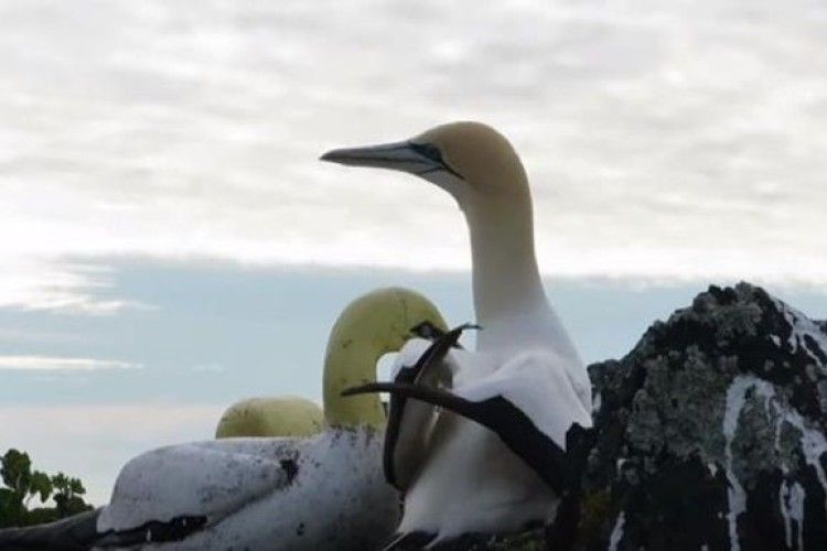 Помер «найсамотніший птах у світі» (Відео)