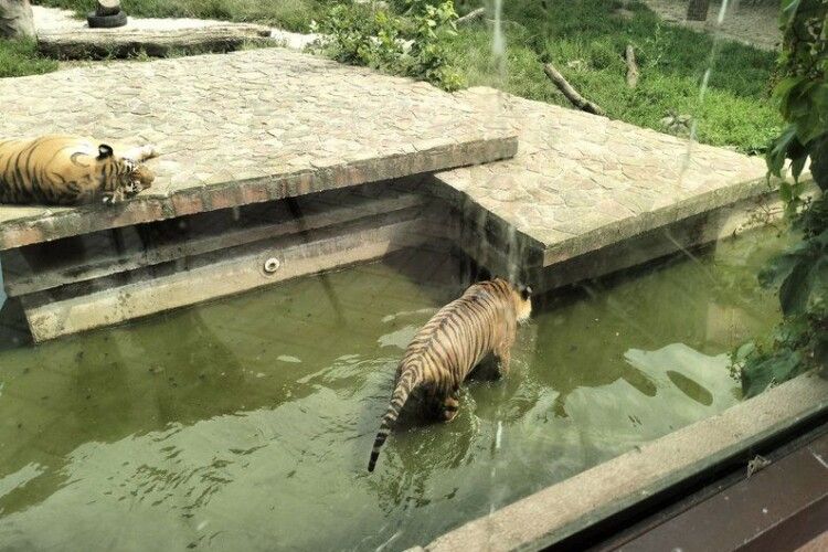 У Луцькому зоопарку тваринам допомагають пережити спеку