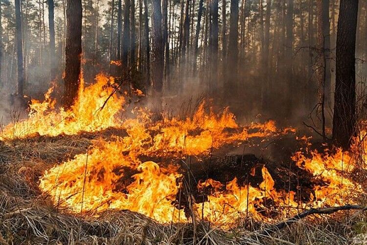Підпалили ліс та побили лісника – двоє волинян постануть перед судом