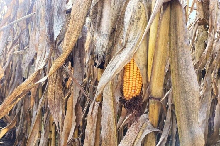 Волинь завершує жнива кукурудзи: що кажуть аграрії про цей сезон