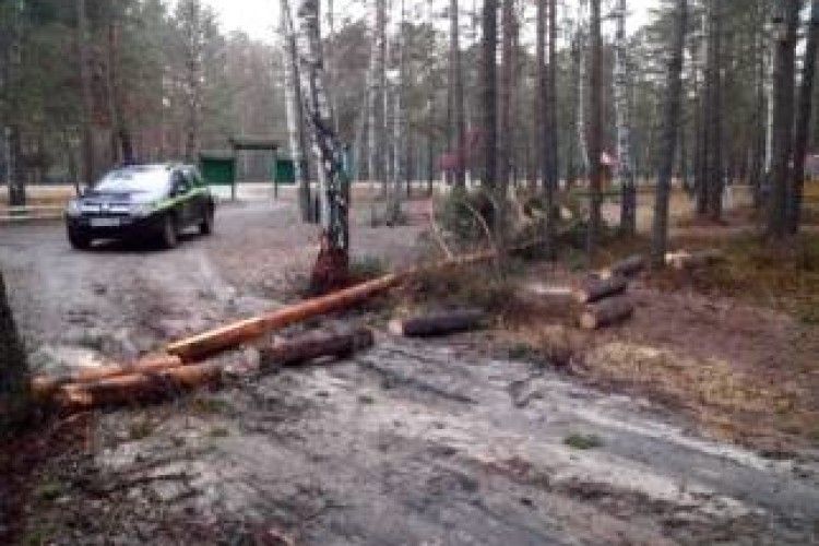 На Маневиччині лісопорушник крав деревину на рекреаційному пункті