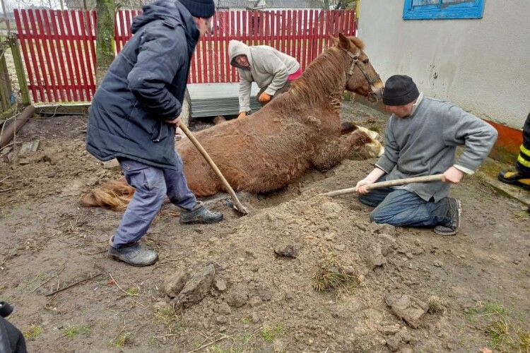 На Рівненщині рятувальники спасали коня (Фото)