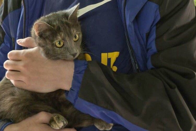 У Луцьку безплатно вакцинували майже 200 котів і собак: на черзі інші міста
