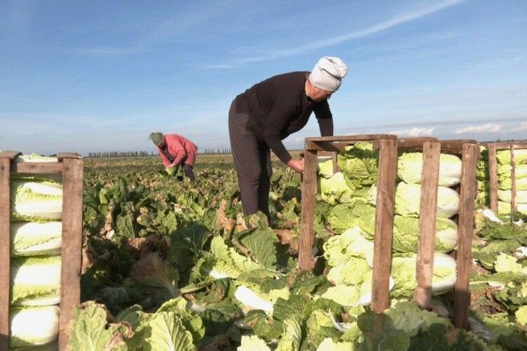 У селі на Волині вирощують популярну овочеву культуру (Відео)