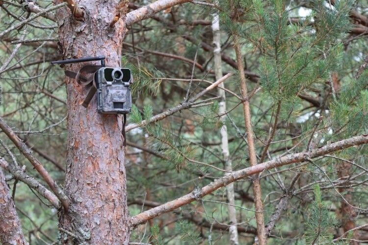 На Волині з території нацпарку вкрали дві фотопастки