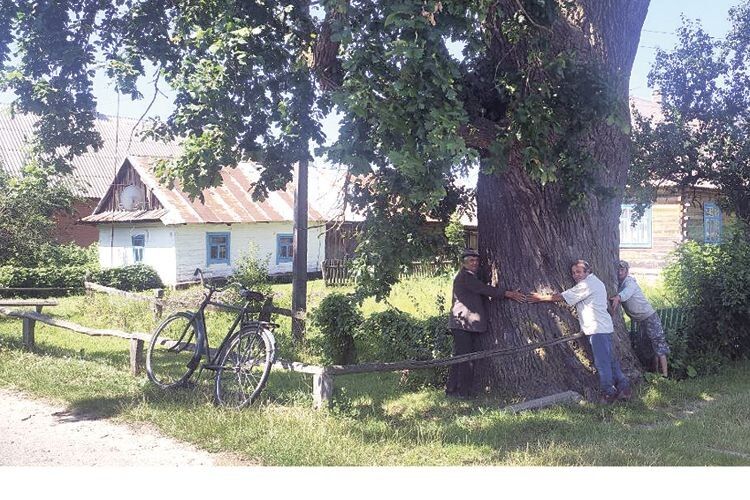 Щоб обійняти старішого дуба у волинському селі, треба 6 дорослих чоловіків