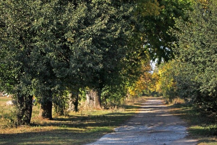 «Цуманська пуща» кличе картоплярів-велосипедистів «прокотитися» до Котова 