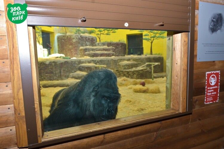 Єдина горила України одержала права привілейованого пенсіонера (фото)