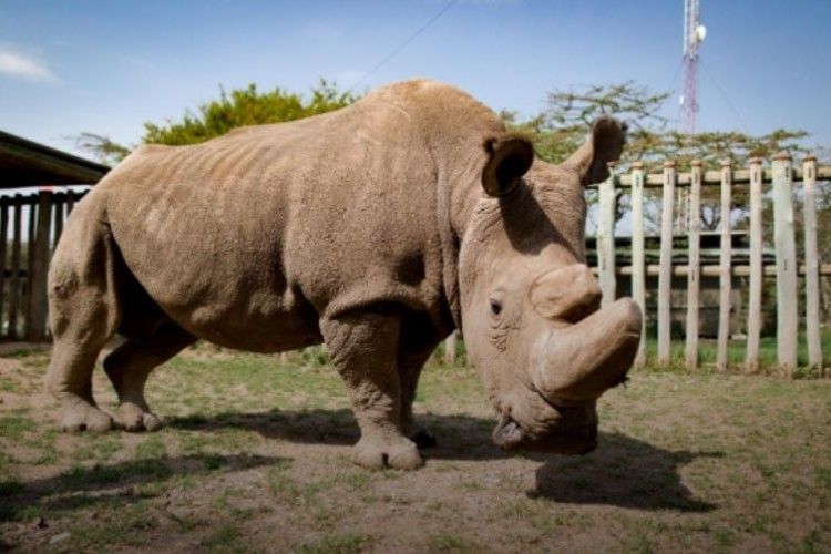 Помер останній у світі північний білий носоріг чоловічої статі 
