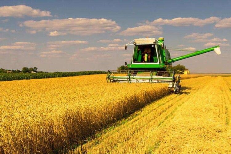 Жнива у розпалі: Волинь вже зібрала понад чверть врожаю зернових 