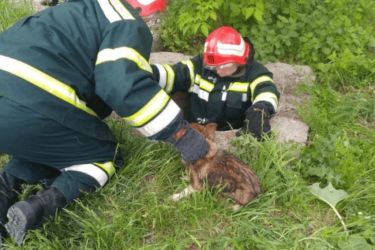 Бійцям ДСНС довелося витягати з колодязя цуцика (фото)