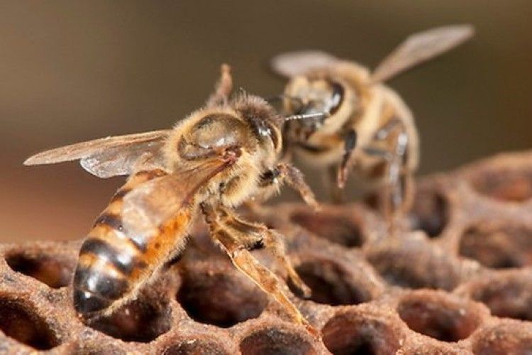 Вперше в історії створили вакцину для бджіл