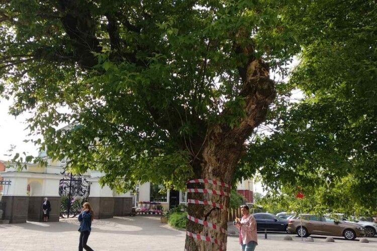 Завтра в центрі Луцька видалять аварійне дерево