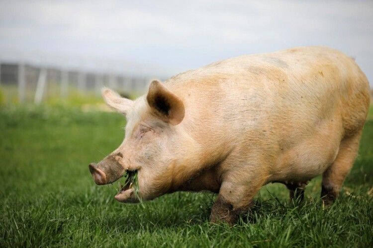 На території Тернопільської та Чернівецької областей виявили нові випадки африканської чуми свиней