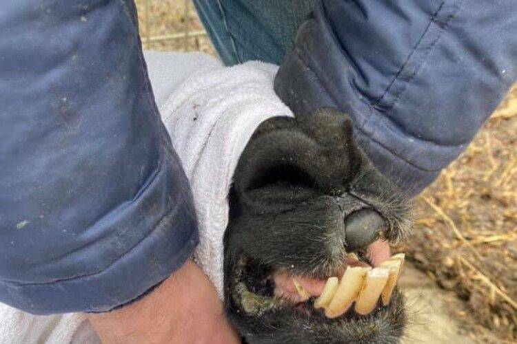 «Ой, болить у мене зуб!»: до альпаки з Луцького зоопарку викликали дантиста (Фото) 